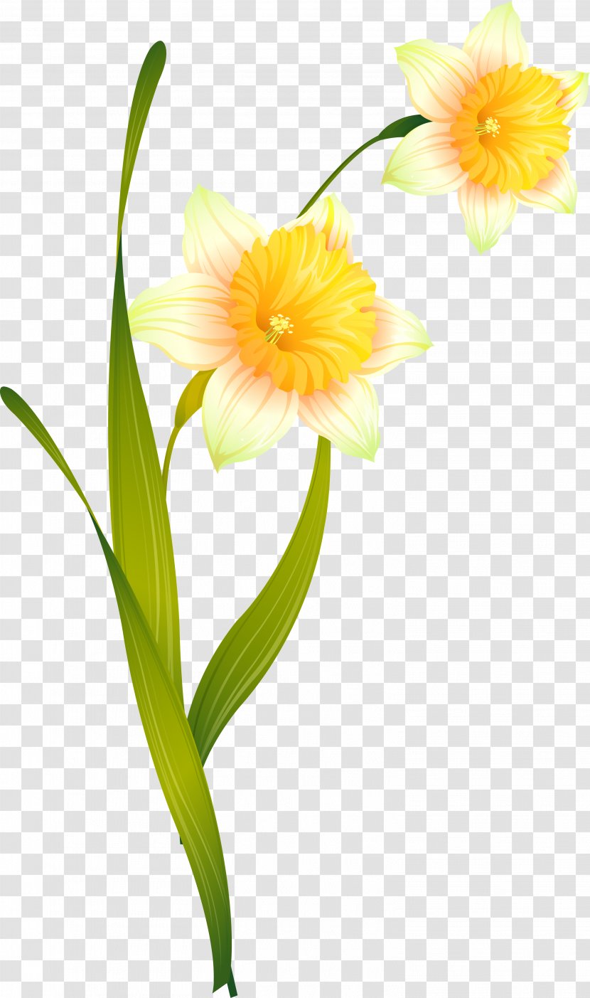 Daffodil Cut Flowers Amaryllis Narcissus - Yellow - Nergis Transparent PNG