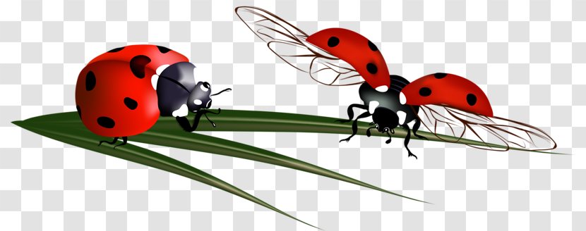 Ladybird Beetle Coccinella Septempunctata - Membrane Winged Insect - Ladybug Transparent PNG