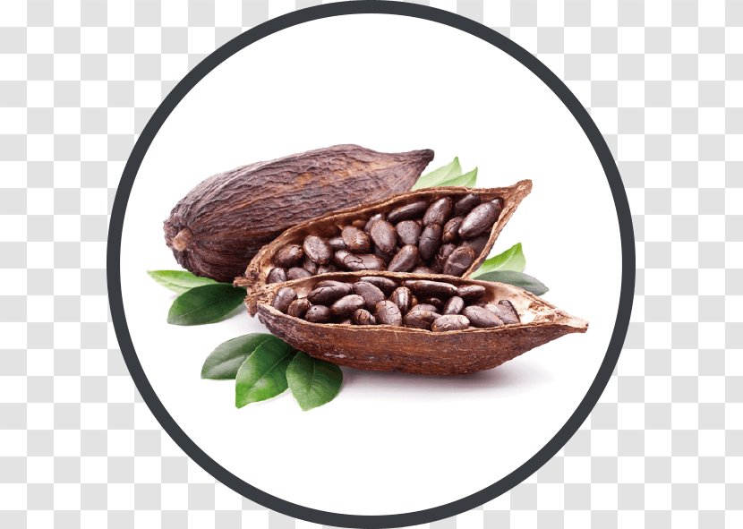 Hot Chocolate Cocoa Bean Food Solids - Theobroma Cacao Transparent PNG