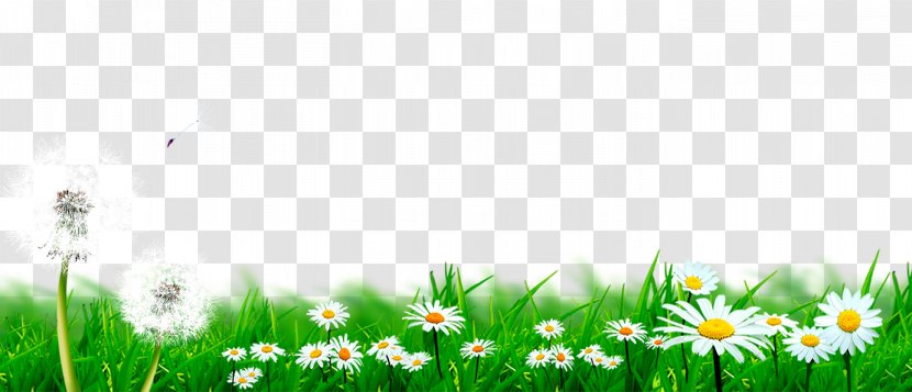 Dandelion Lawn Flower - Field - Daisy And Meadow Transparent PNG
