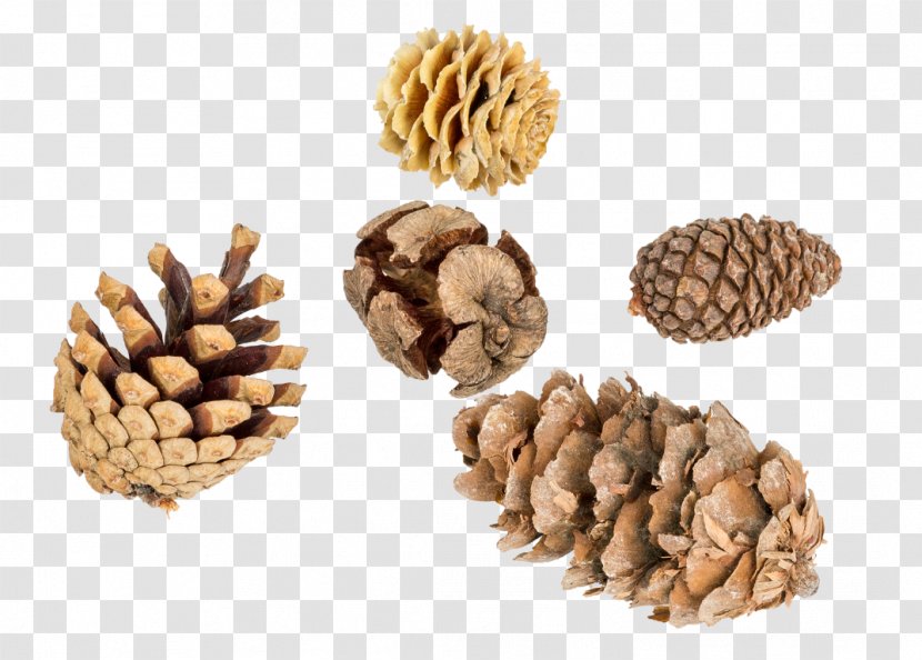 Kilogram Instituto Mix Cursos Profissionalizantes Pine Commodity Drawing - Walnut - Packaging And Labeling Transparent PNG