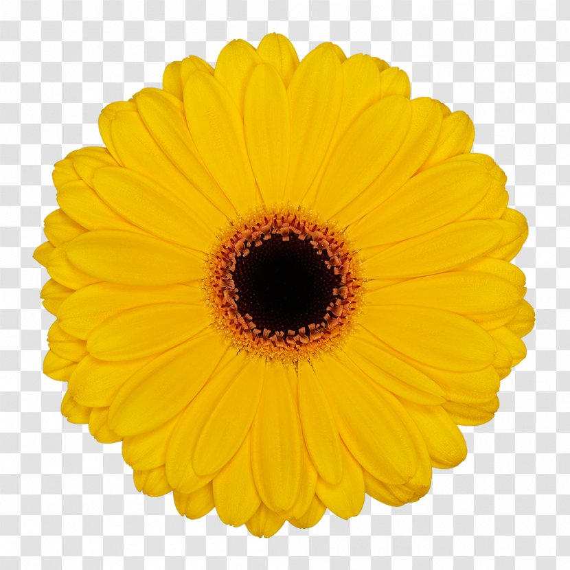 Flower Common Daisy Party Yellow Color - Sunflower - Gerbera Transparent PNG
