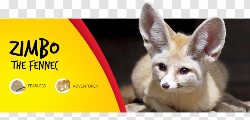 Fennec Fox Parc Safari Desert Adventurer Park - Snout - Zoo Part Transparent PNG