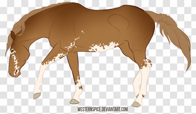 Mustang Foal Stallion Rein Colt - Pony Transparent PNG