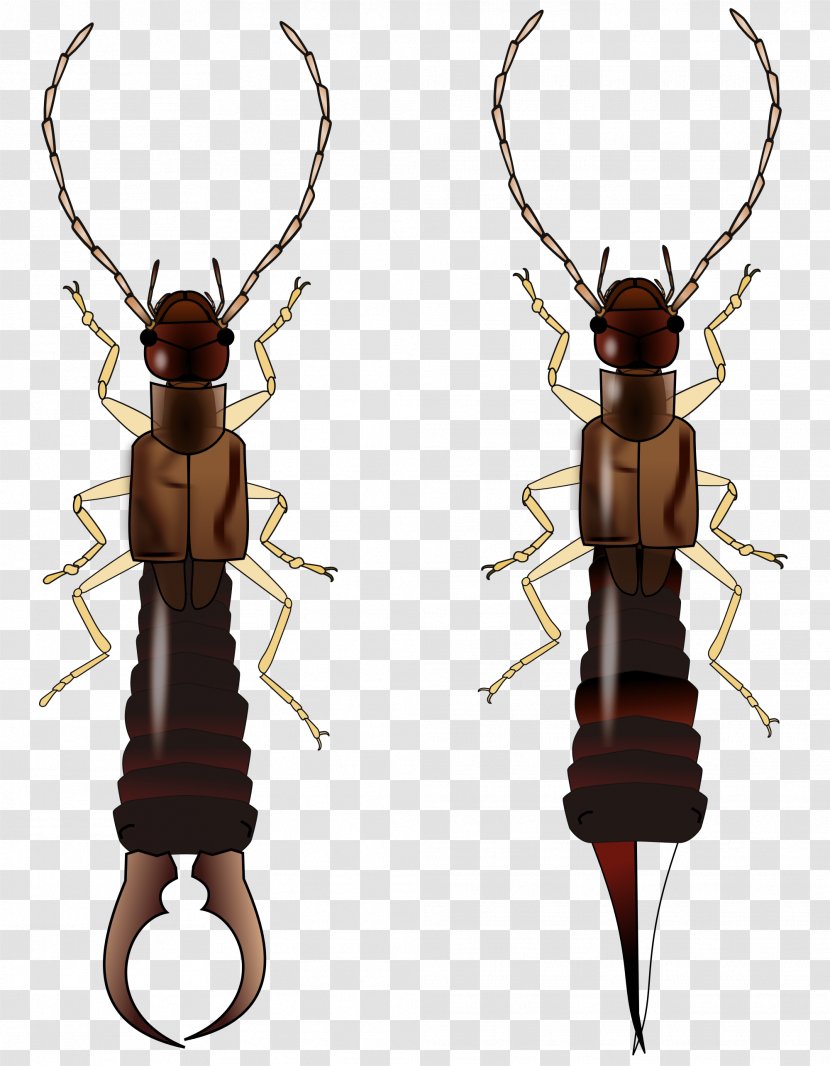 Earwig Insect Wing Beetle Termite Biological Life Cycle Transparent PNG