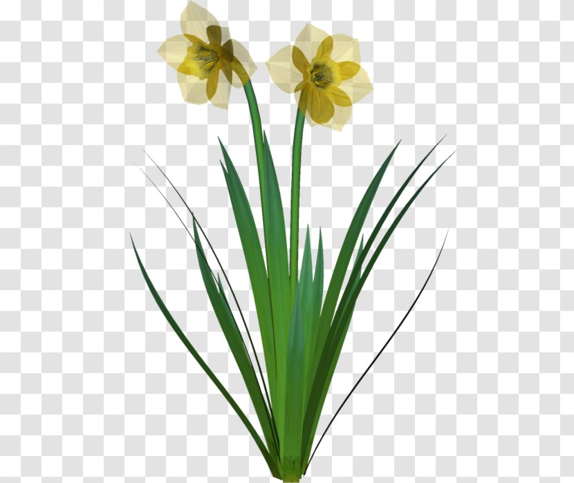 Plant Stem Cut Flowers Narcissus Plants - Hippeastrum - Daffidil Design Element Transparent PNG