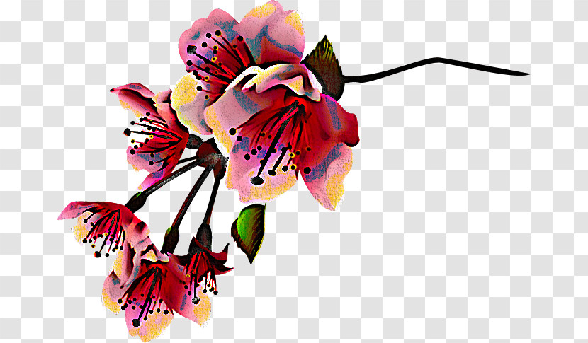 Cut Flowers Flower Pink Plant Petal Transparent PNG