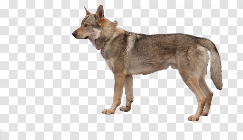 German Shepherd Tosa Czechoslovakian Wolfdog Bull Terrier Pit - Dog Transparent PNG