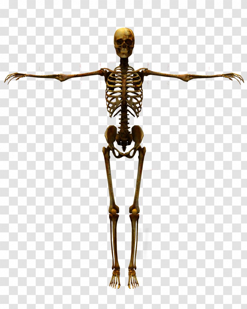 Human Skeleton 3D Computer Graphics Illustration - Anatomy - Skull Transparent PNG