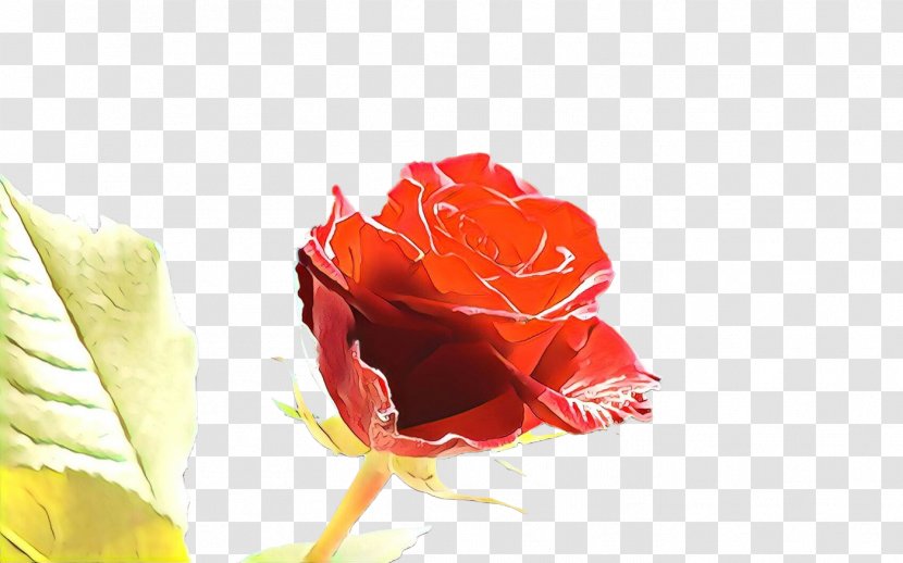 Garden Roses - Hybrid Tea Rose - Order Plant Transparent PNG