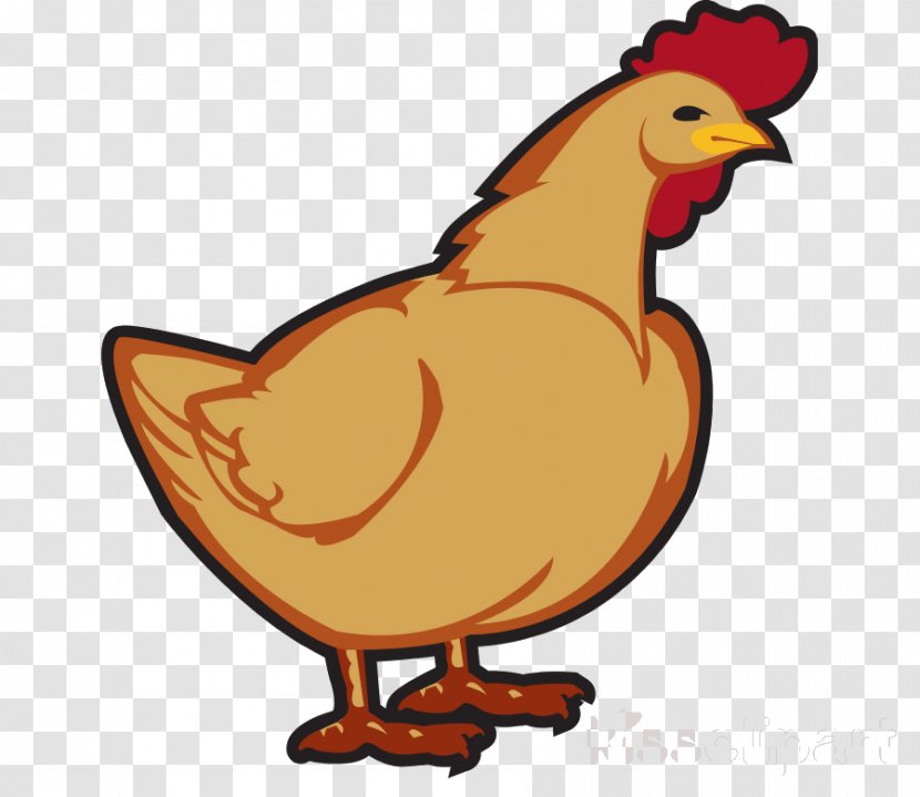 Chicken Bird Rooster Cartoon Beak - Poultry Livestock Transparent PNG