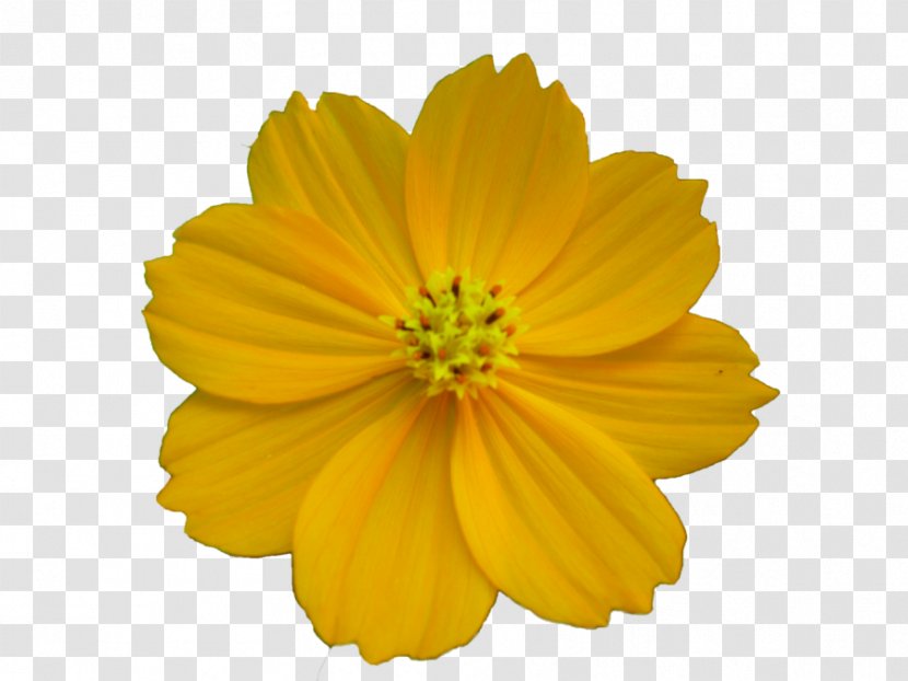 Desktop Wallpaper Flower - Free Best Clipart Images Transparent PNG