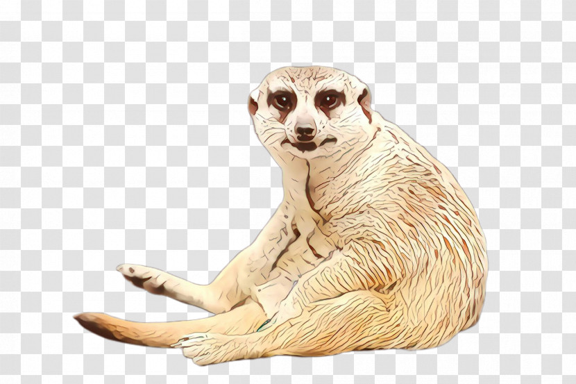 Meerkat Mongoose Wildlife Transparent PNG