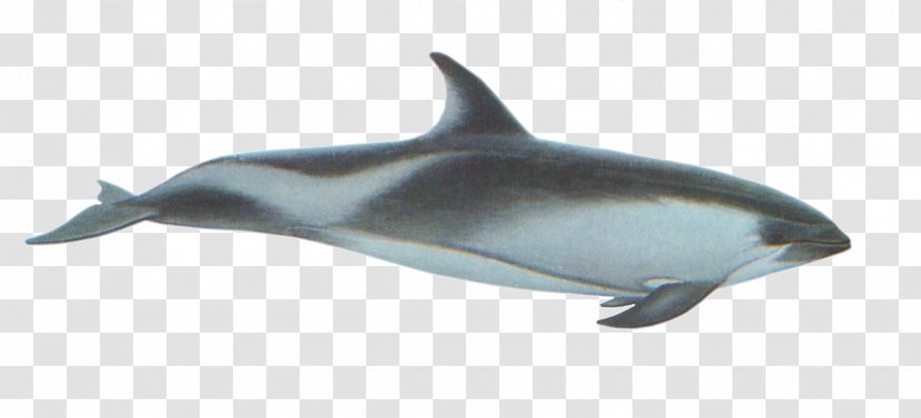 White-beaked Dolphin Porpoise Striped Rough-toothed Common Bottlenose - Short Beaked - Dolphins Transparent PNG