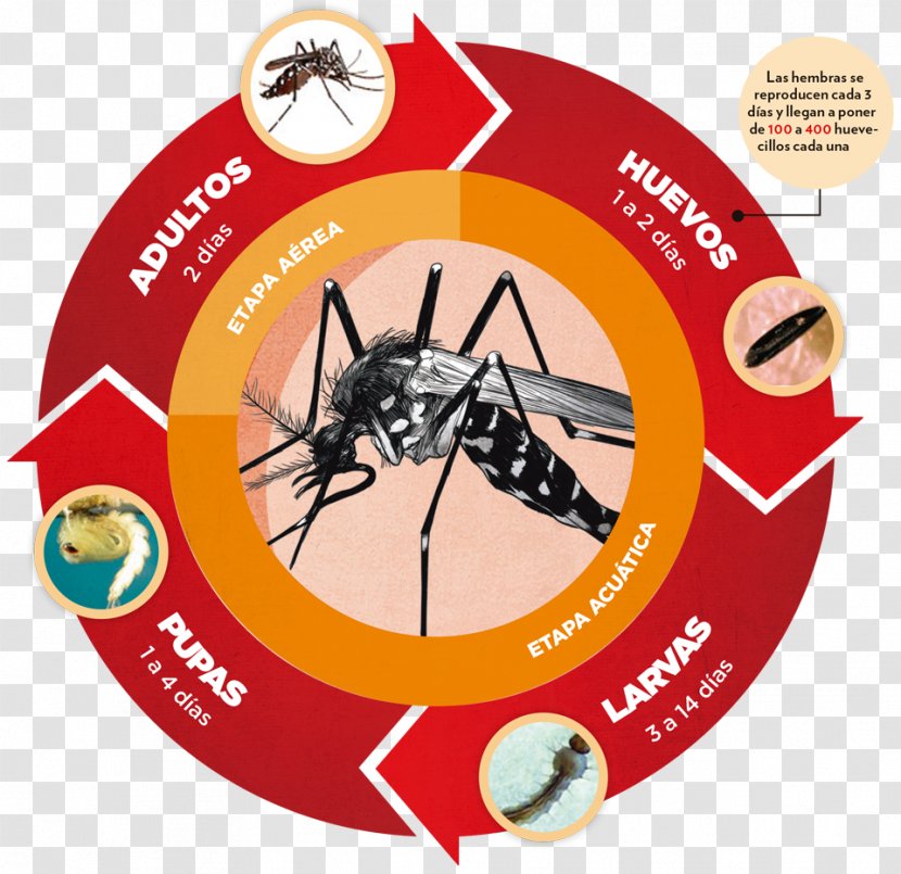 Dengue Chikungunya Virus Infection Yellow Fever Mosquito Zika Transparent PNG