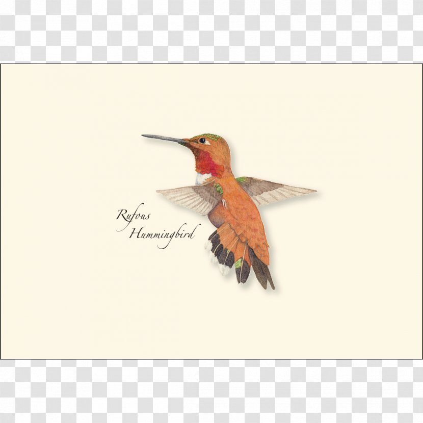Earth Sky + Water Greeting & Note Cards Paper Envelope Bird - Hummingbird Transparent PNG