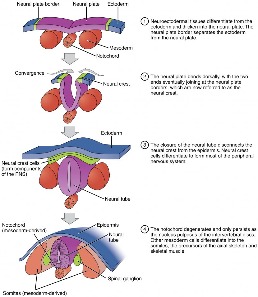 Neural Tube Neurulation Crest Ectoderm Embryo - Heart - Tree Transparent PNG