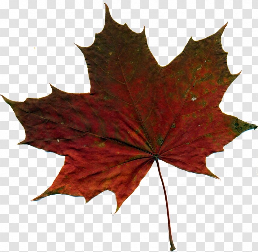 Photography Jammu And Kashmir - Maple Leaf - Leaves-fall Transparent PNG