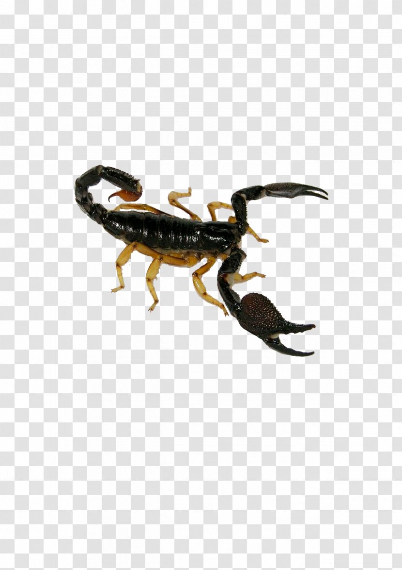 Scorpion Deathstalker Insect Poison - Leiurus - Insect,insect Transparent PNG