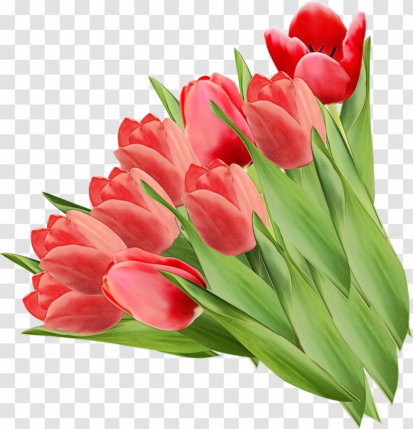 Flower Flowering Plant Tulip Petal Red - Wet Ink - Stem Lily Family Transparent PNG