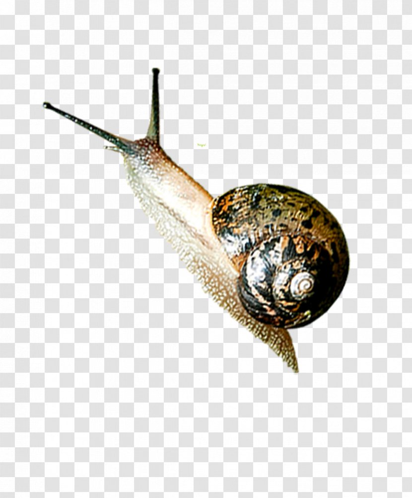 Snail Insect Orthogastropoda Icon - Snails Transparent PNG