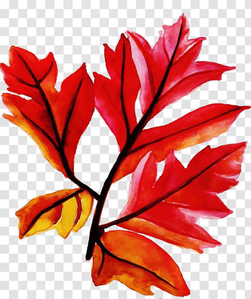 Leaf Red Plant Tree Woody - Vascular - Twig Transparent PNG
