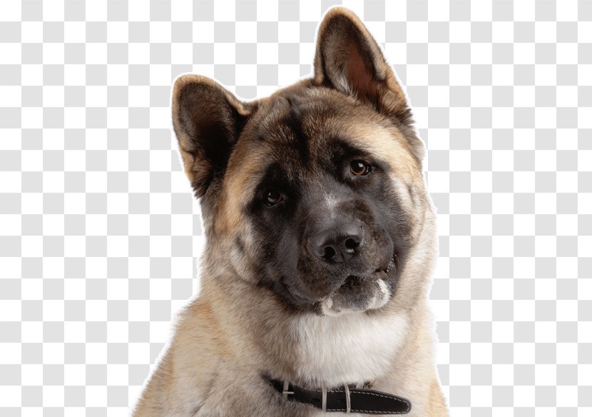 American Akita Siberian Husky Alaskan Malamute Puppy Transparent PNG