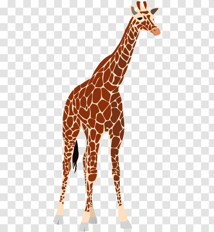 Giraffe Okapi Lion Clip Art - Neck - Photographs Transparent PNG