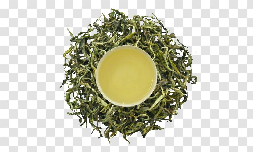 Gyokuro White Tea Oolong Nilgiri - Green Allogeneic Cancer Cell Transparent PNG