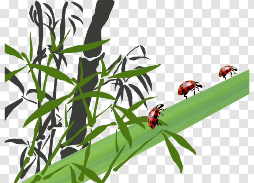Bamboo Leaf Insect Trunk Ladybird - Grass - Trunks And Ladybug Transparent PNG