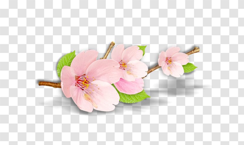 Blossom Peach Petal Plant - Cherry Transparent PNG