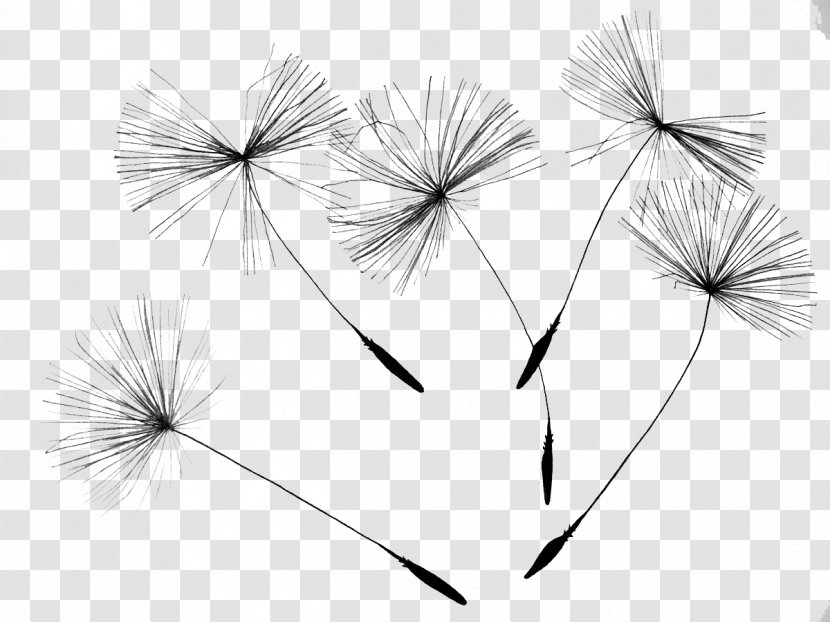 Common Dandelion Drawing Flower Seed - Petal - Drift Transparent PNG