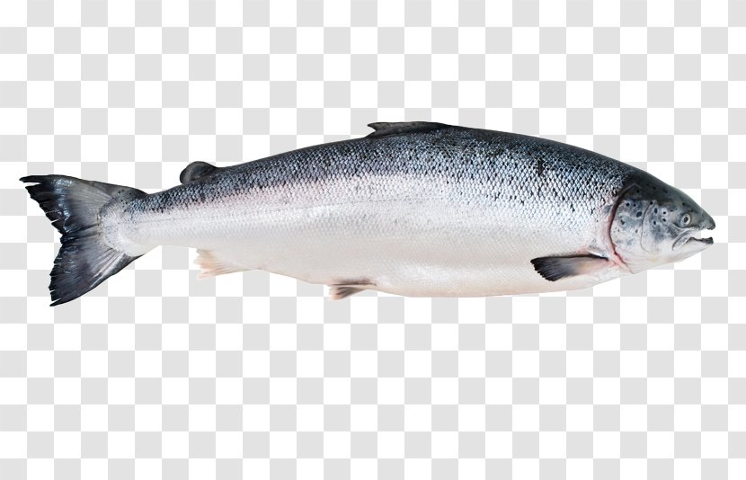 Fish Market Salmon Processing Canned - Sardine - SALMON Transparent PNG