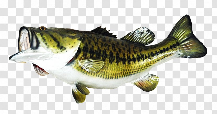 Largemouth Bass Taxidermy Fishing Transparent PNG