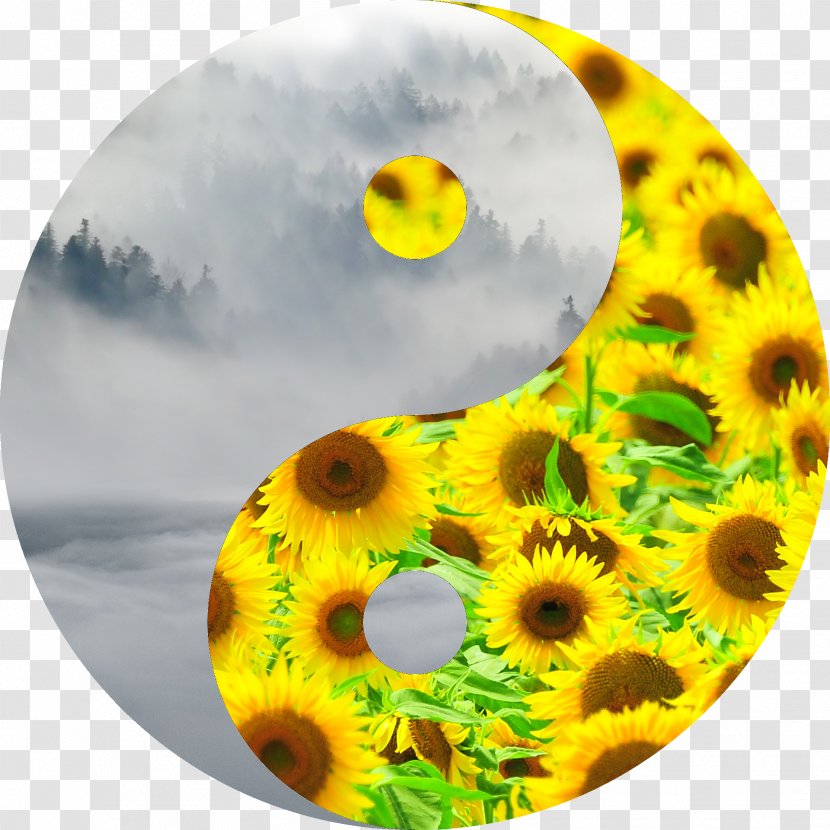 Common Sunflower Photography - Yellow - Flower Transparent PNG
