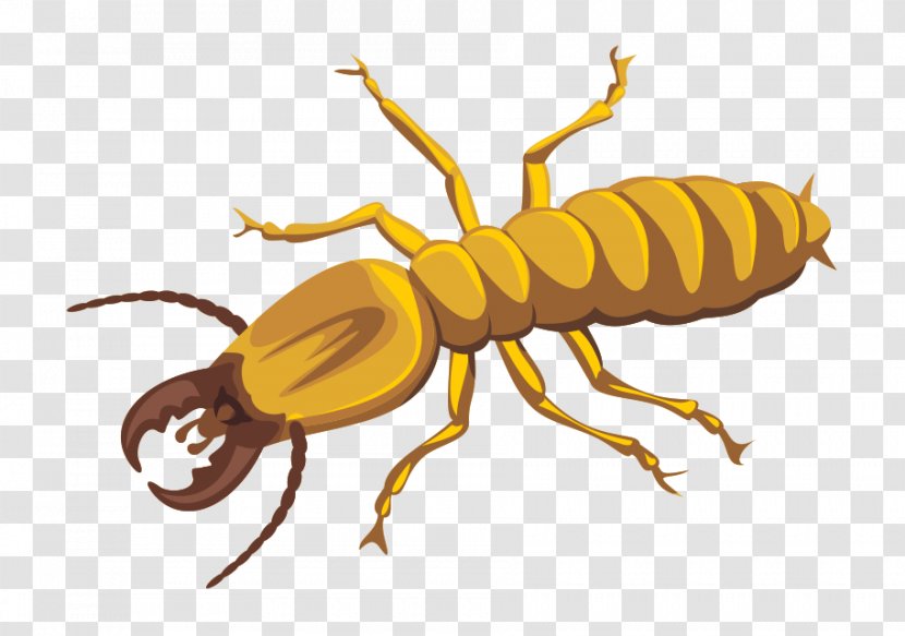 Termite Fountain Hills Pest Control Clip Art - Invertebrate Transparent PNG