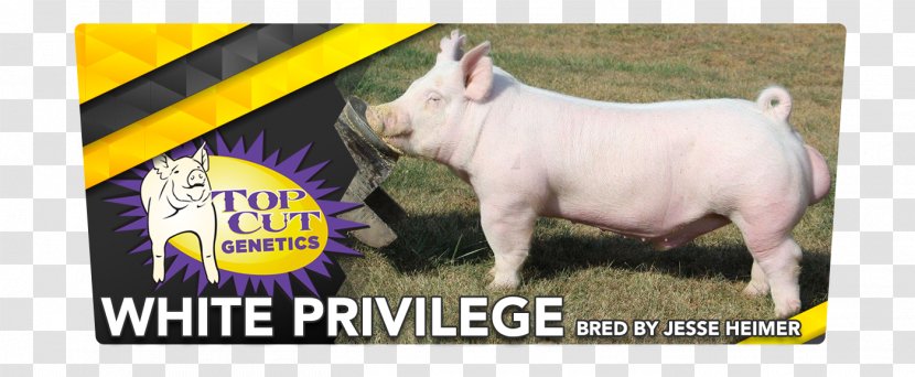 Domestic Pig Top Cut Genetics Poster Tipton Transparent PNG