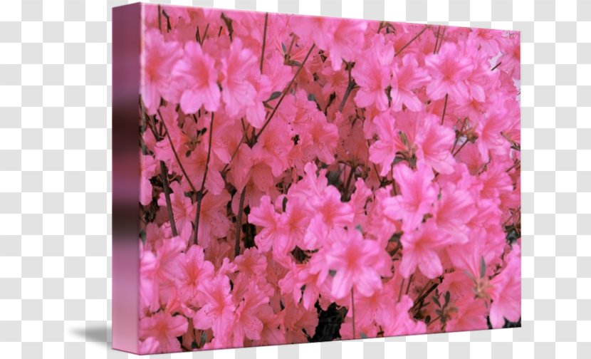 Azalea Rhododendron Cherry Blossom Pink M - Flower Transparent PNG