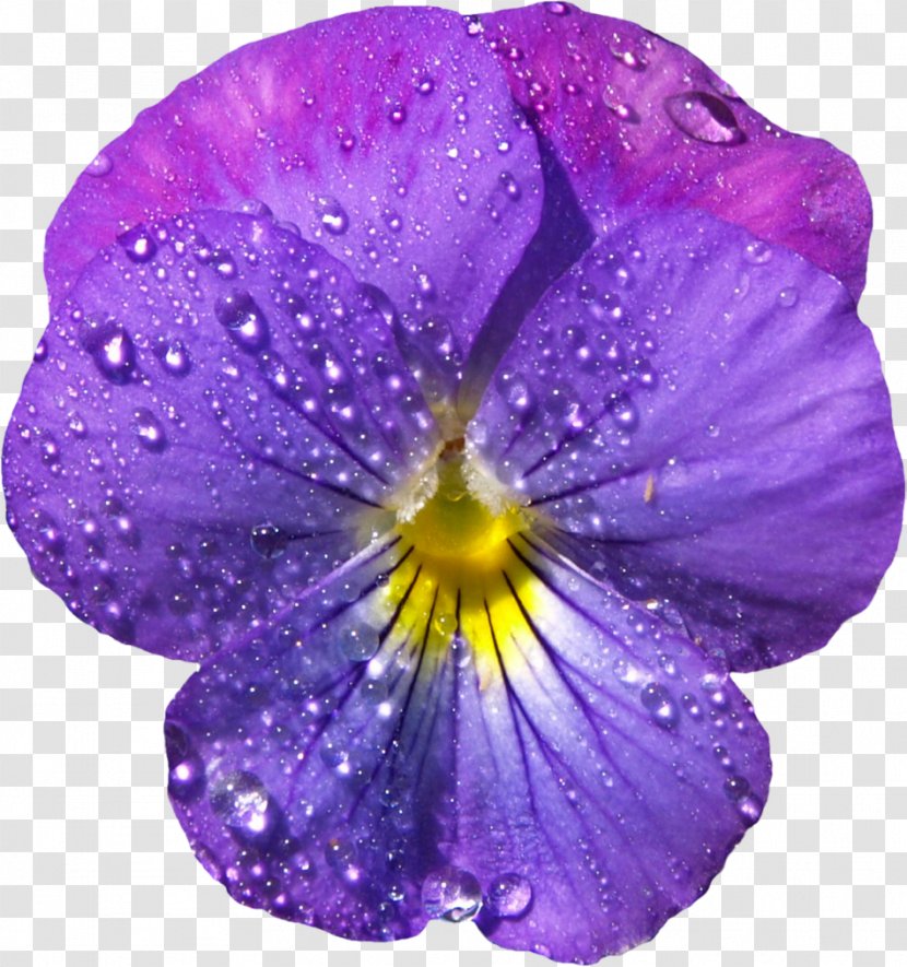 Viola Sororia Violet Flower Clip Art - Sweet - With Dew Clipart Transparent PNG