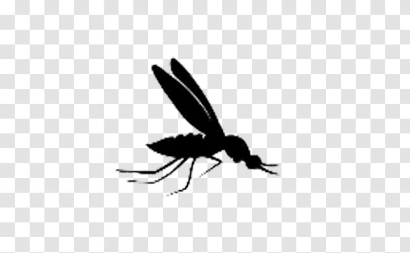 Mosquito Steve Insect Pollinator Butterfly - Silhouette Transparent PNG