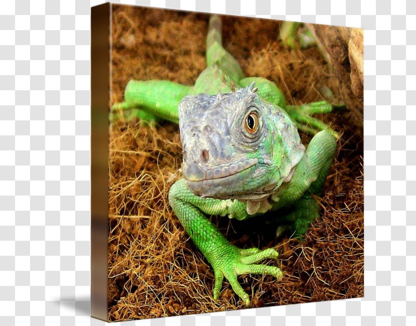 Common Iguanas Chameleons Dragon Lizards Terrestrial Animal - Iguania Transparent PNG