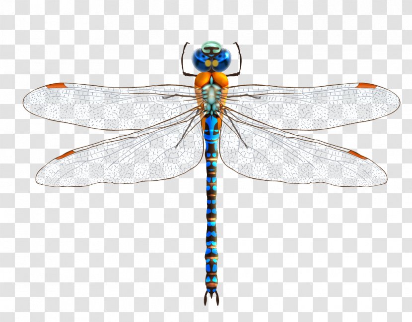 Euclidean Vector Dragonfly Download Illustration Transparent PNG