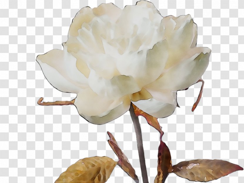 Cut Flowers Magnolia Family Plant Stem Rose - Herbaceous - Peony Transparent PNG