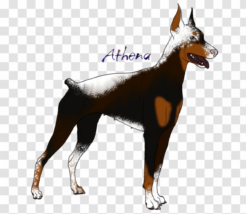 Dobermann Dog Breed Pinscher Guard - Tail - Doberman Transparent PNG