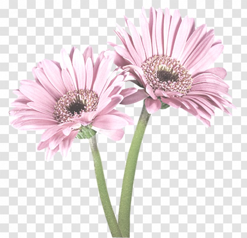 Betty Boop - Cartoon - Celebration Flowers Floral Pattern Transparent PNG