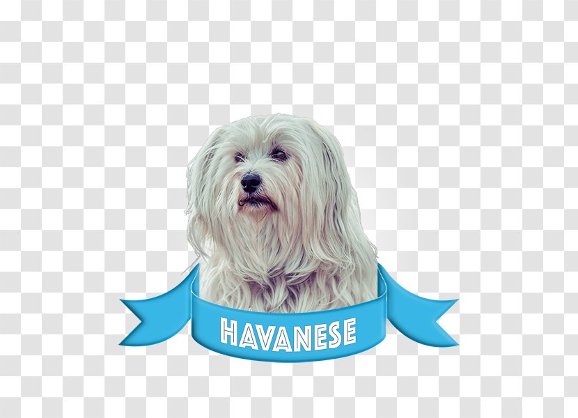 Havanese Dog Jack Russell Terrier Boston Sunscreen French Bulldog - Lhasa Apso Transparent PNG