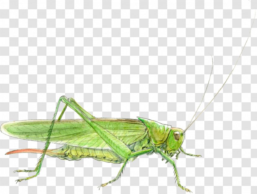 Grasshopper Cricket Locust Sauterelle Tettigonia Viridissima - Invertebrate Transparent PNG