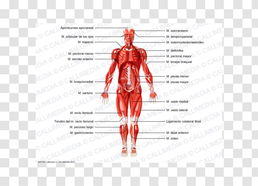 Skeletal Muscle Homo Sapiens Muscular System Human Body - Frame - Arm Transparent PNG