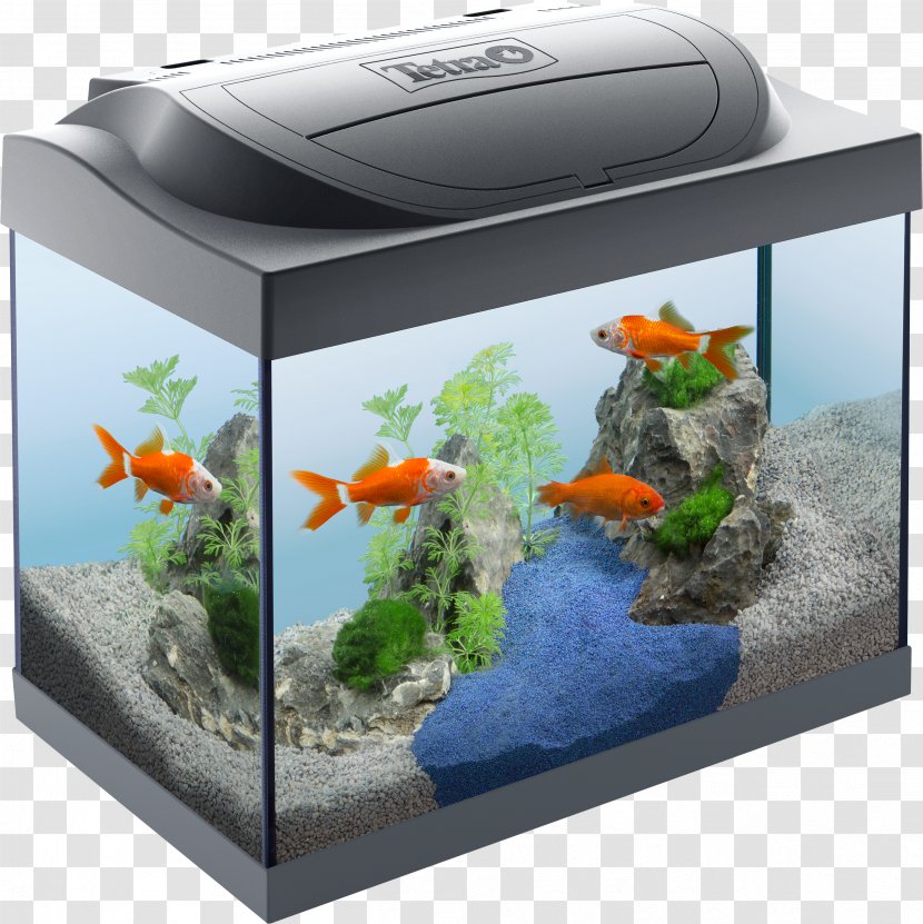 Aquarium Goldfish Tropical Fish Coldwater Tetra - Heart - Flower Transparent PNG