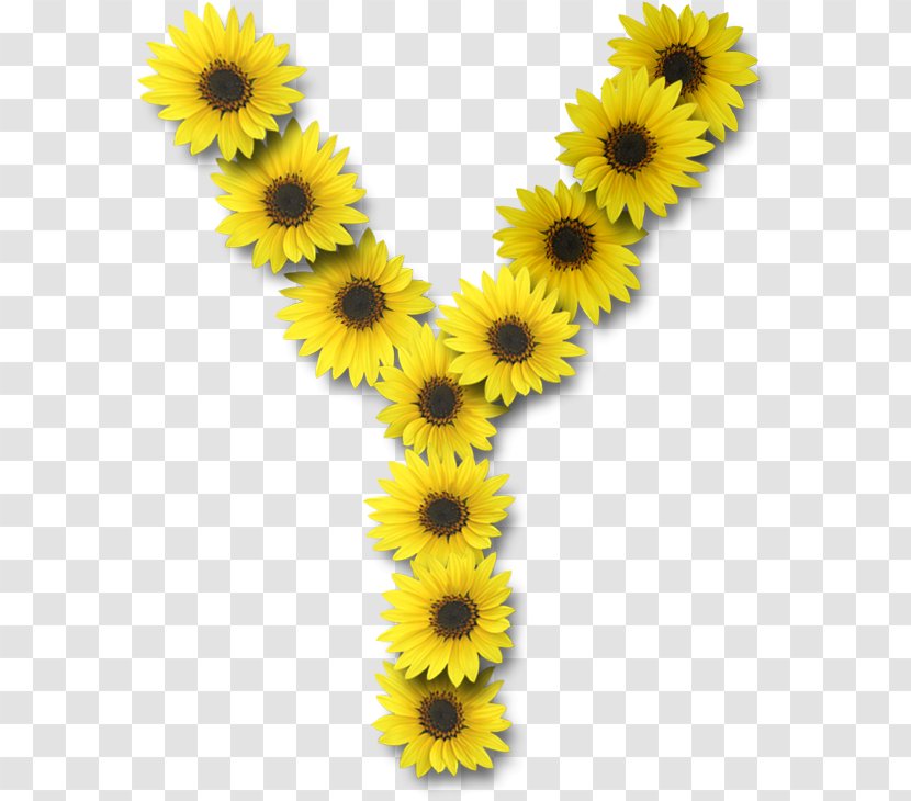 Letter Case Alphabet Y Common Sunflower - Lettering - Flower Transparent PNG